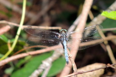 Libellulidae