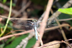 Libellulidae