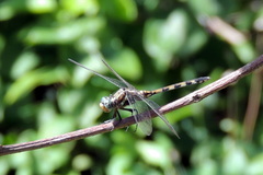 Libellulidae