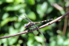 Libellulidae