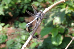 Orthetrum