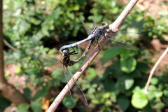 Orthetrum
