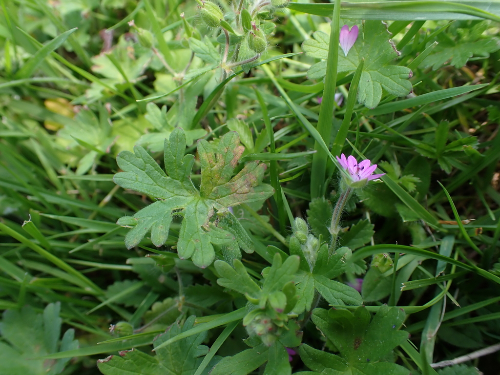 Plasmopara wilsonii