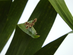 Calydna sturnula