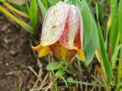 Fritillaria kurdica