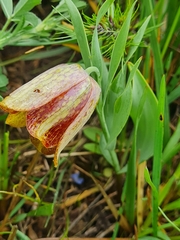 (c) Mohammad Sohrabi, some rights reserved (CC BY) Fritillaria kurdica, photograph (c) Mohammad Sohrabi, some rights reserved (CC BY)