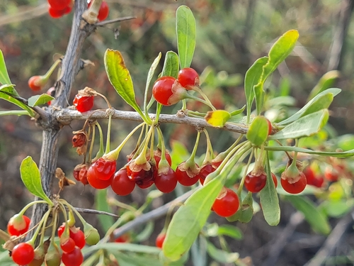 Lycium depressum