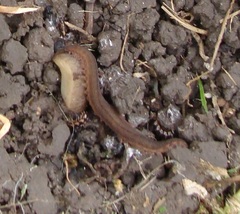 Oroperipatus eisenii