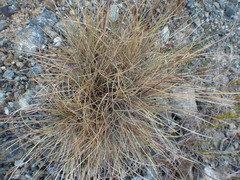 Poa piperi