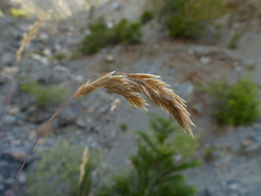 Poa piperi