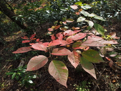 Neoshirakia japonica