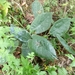 Alocasia wentii - Photo (c) loop, algunos derechos reservados (CC BY-NC-SA), subido por loop