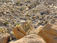 Crotaphytus vestigium