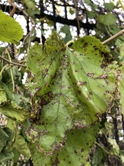 Cercospora moricola