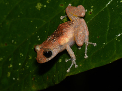 Pristimantis parvillus