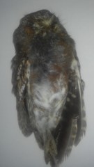 Micrathene whitneyi