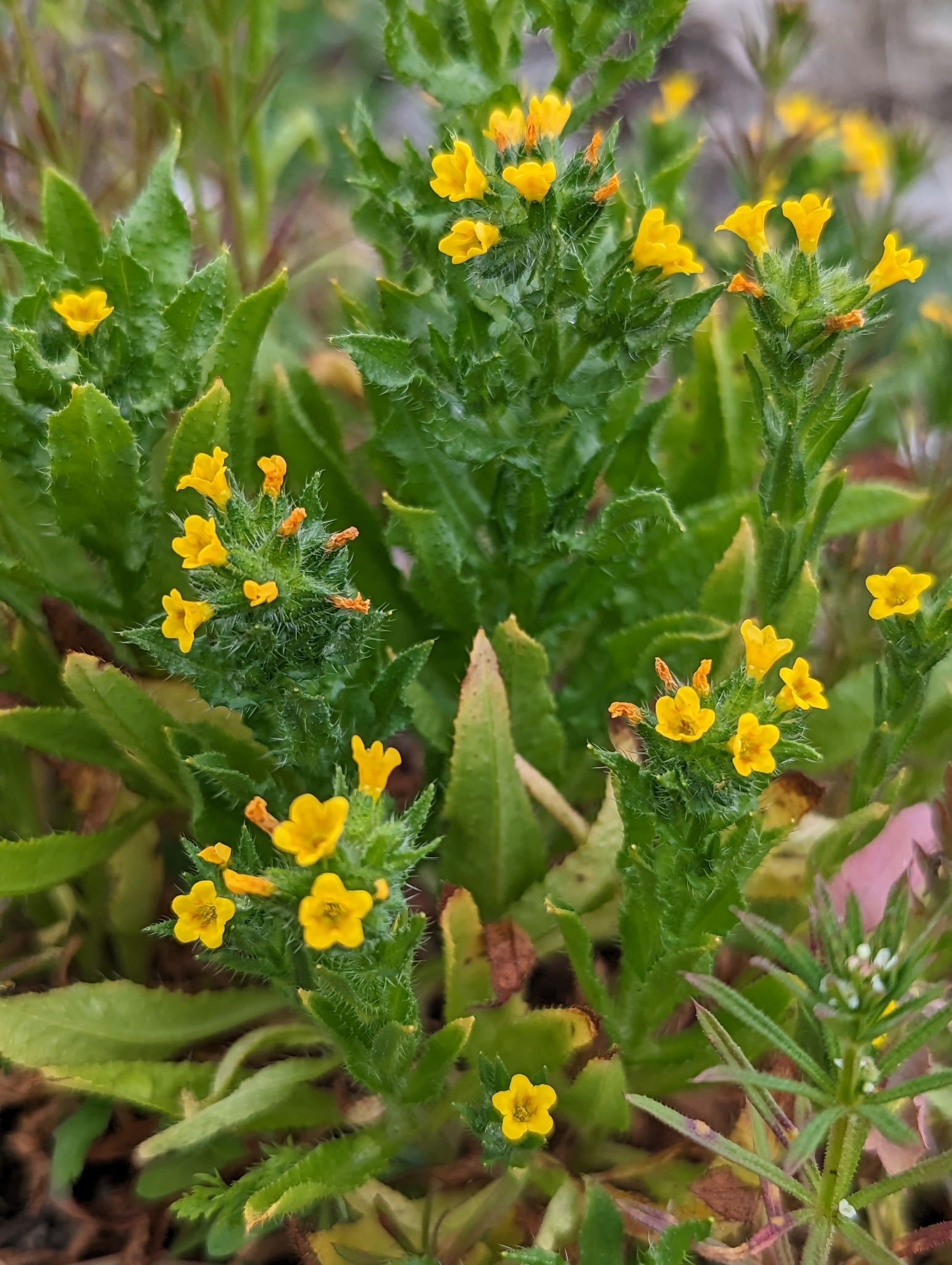 Amsinckia spectabilis