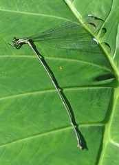 Mecistogaster modesta