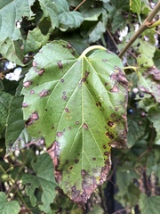 Cercospora moricola