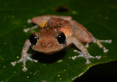 Pristimantis parvillus