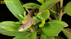 Takydromus wolteri