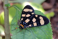 Heraclia geryon