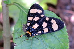 Heraclia geryon