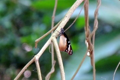 Amauris damocles
