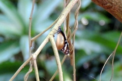 Amauris damocles