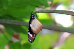 Amauris damocles
