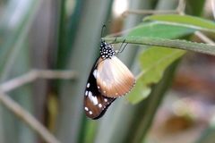 Amauris damocles