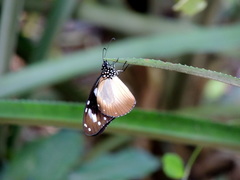 Amauris damocles