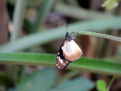Amauris damocles