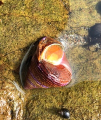 Calliostoma annulatum