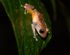 Pristimantis parvillus