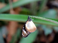 Amauris damocles