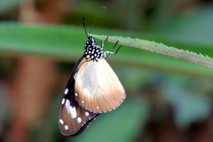 Amauris damocles