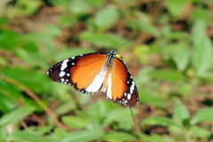 Danaus chrysippus alcippus