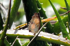 Junonia terea