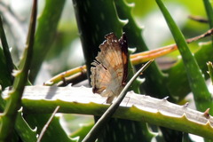 Junonia terea