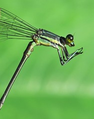 Mecistogaster modesta