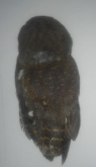 Micrathene whitneyi