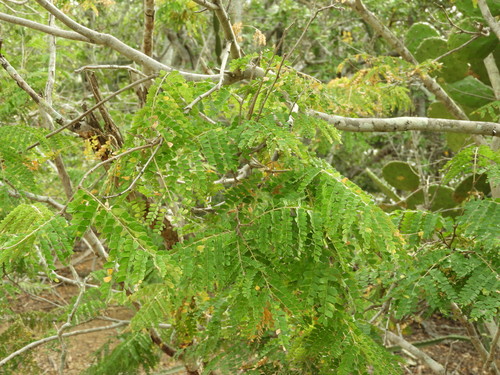 Image of Cenostigma eriostachys by (c) Francisco Farriols Sarabia, some rights reserved (CC BY)