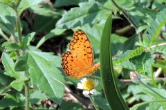 Phalanta phalantha