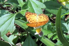 Phalanta phalantha