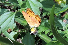 Phalanta phalantha