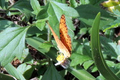 Phalanta phalantha