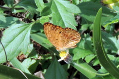 Phalanta phalantha