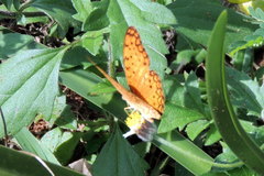 Phalanta phalantha