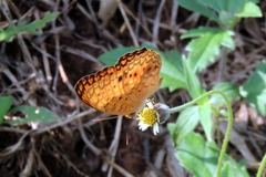 Phalanta phalantha
